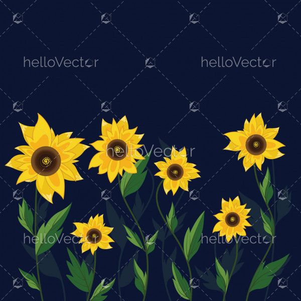 Sunflower on dark background - Vector illustration 
