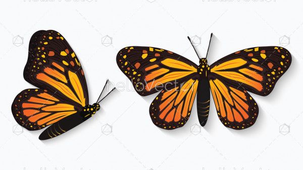 Monarch butterfly illustration