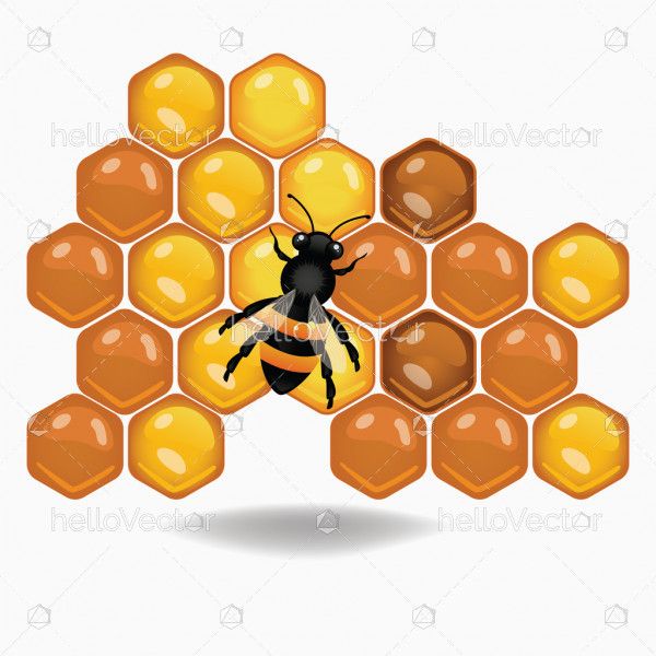 Bee on honeycombs illustration