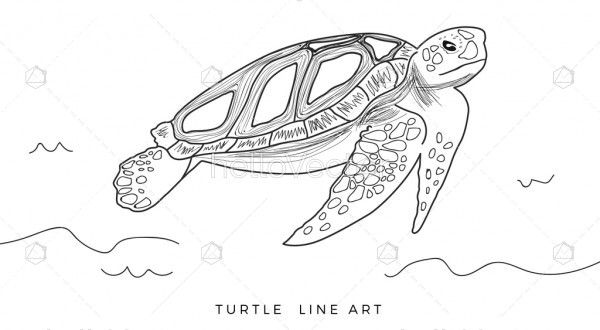Sea turtle sketch vector