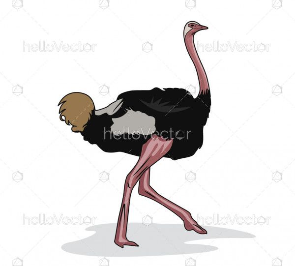 Walking Ostrich Illustration