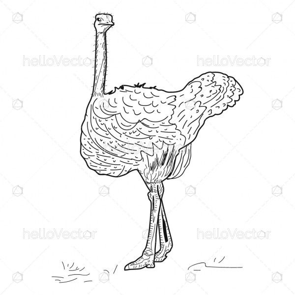 Ostrich sketch hand drawn - Vector