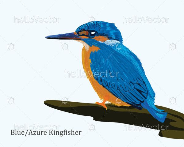 Azure Kingfisher Bird Illustration