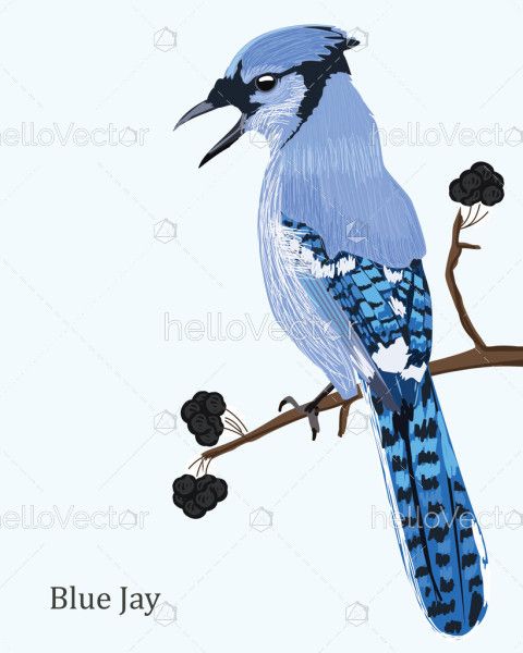 Blue Jay Bird - Vector Illustration