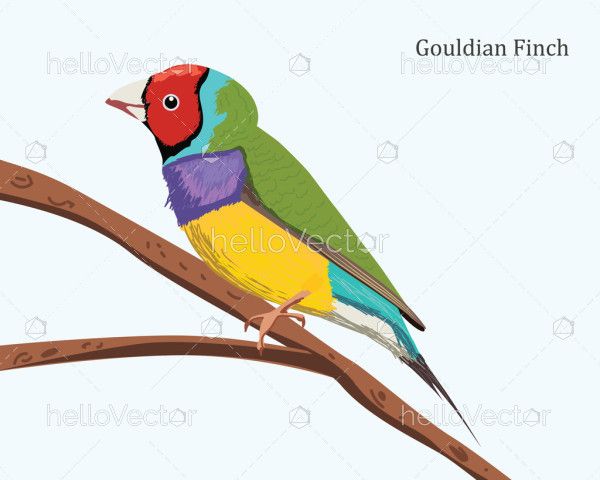 Gouldian Finch Bird Illustration