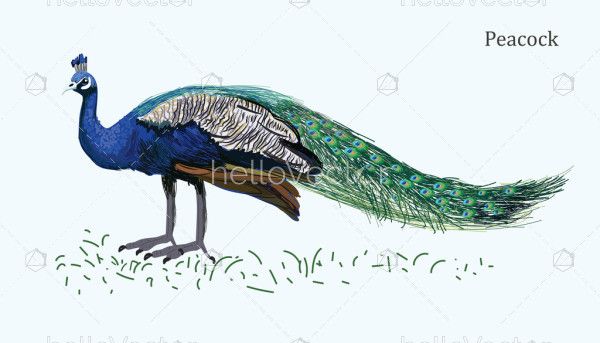 Peacock Bird Illustration