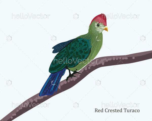 Red-Crested Turaco Bird Illustration