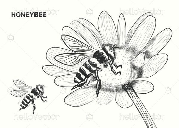 A sketch of a honey bee on a flower - Illustration