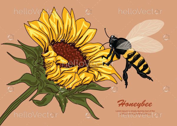 An illustration of a flower and a honey bee