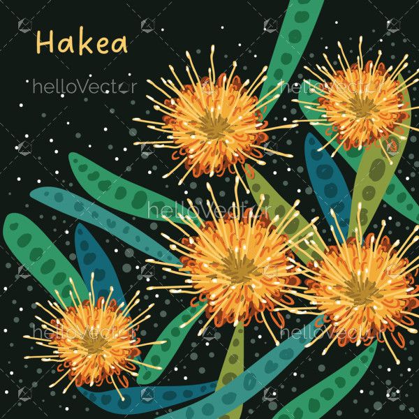 Australian Yellow Hakea Flower Artwork Illustration