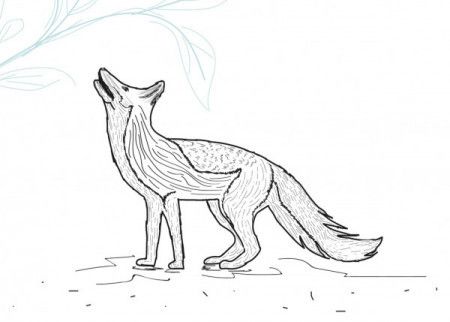 Hand drawn fox sketch - Vector