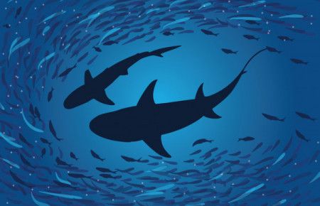 Shark silhouette under water - Vector Illustration