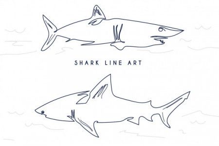 Shark fish in line art drawing style - Vector