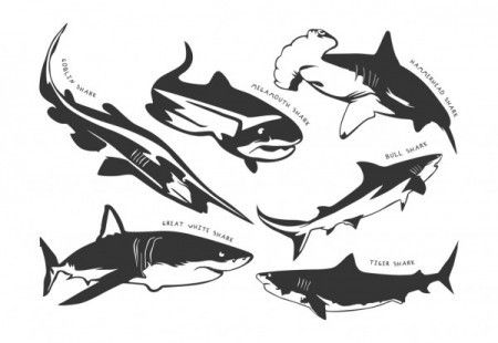 Set of different shark silhouette with names