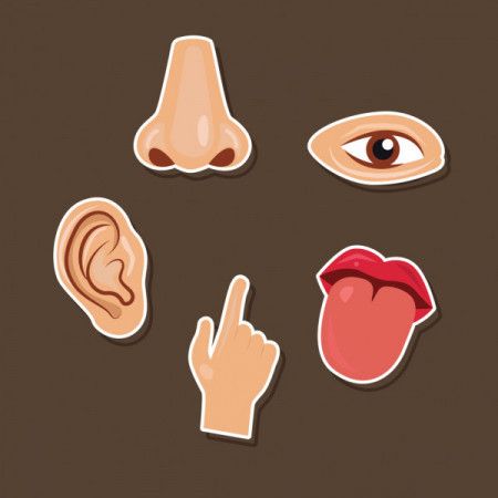 Five human senses vector icon