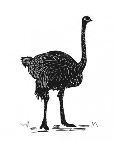 Hand drawn silhouette of ostrich