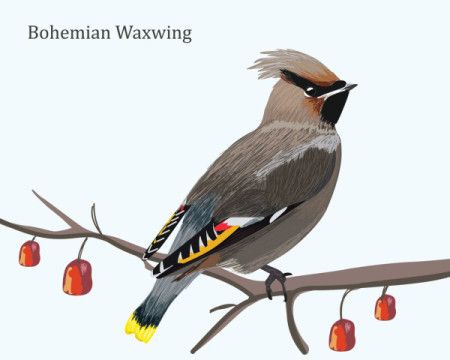 Bohemian Waxwing Illustration