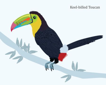 Keel-billed toucan illustration