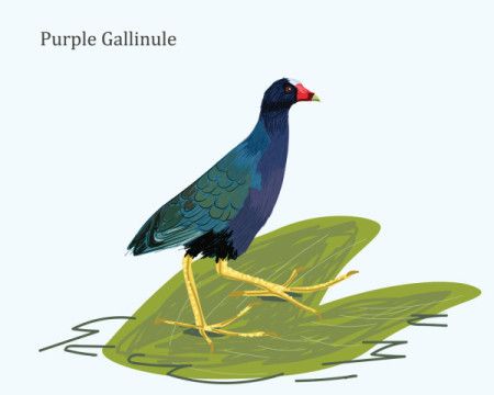 Purple Gallinule Bird Illustration