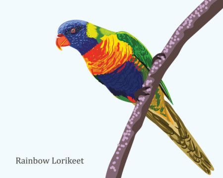 Rainbow Lorikeet illustration
