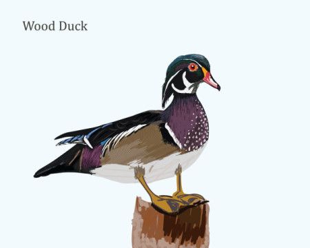 Wood Duck Illustration