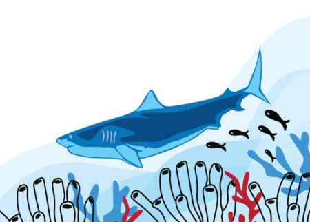 Shark underwater flat illustration