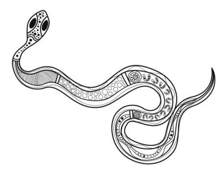 Snake drawing in aboriginal art style - Vector illustration