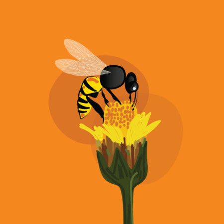Illustration of a honey bee on flower