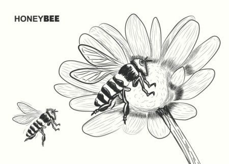 Drawing flower bee HD wallpapers  Pxfuel