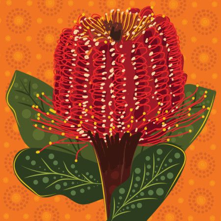 Australian Banksia Flower Artwork Illustration